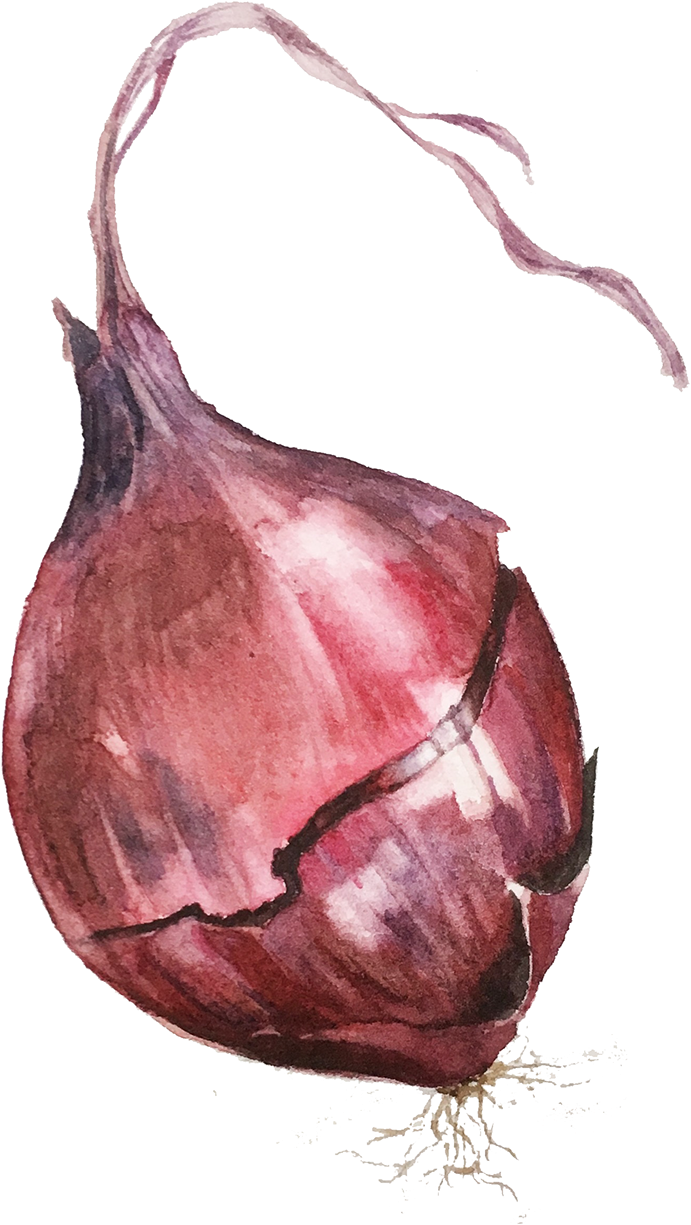 Watercolor Red Onion Artwork PNG Image