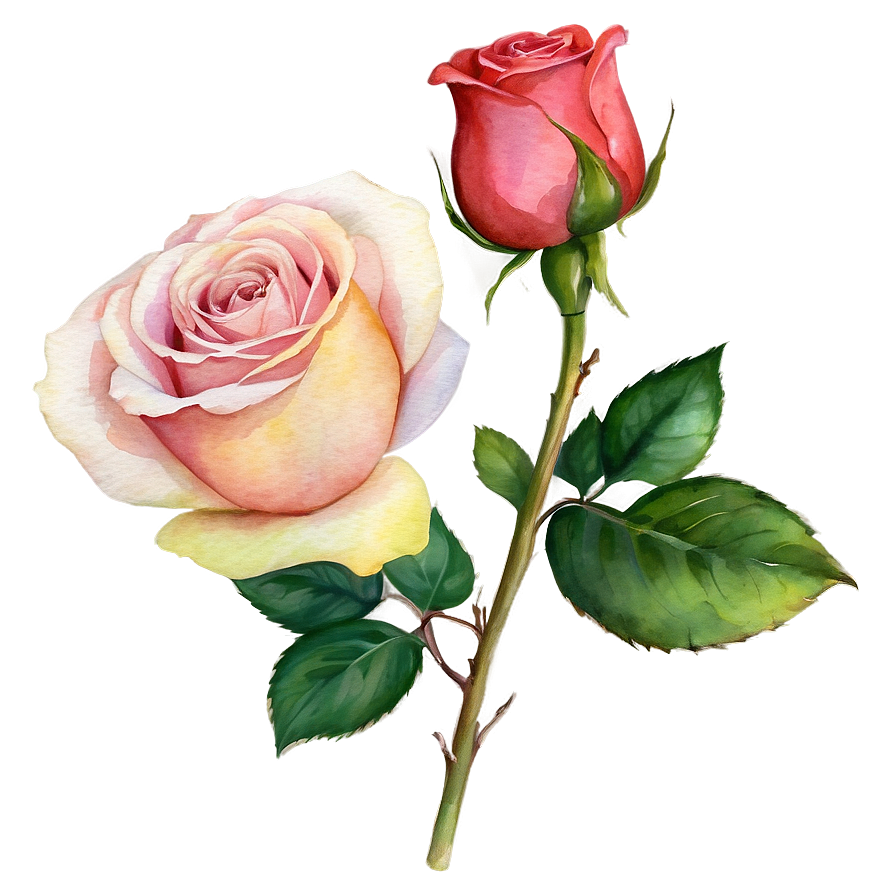 Watercolor Rose Clipart Png Dwi96 PNG Image