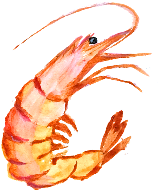 Watercolor Shrimp Illustration PNG Image