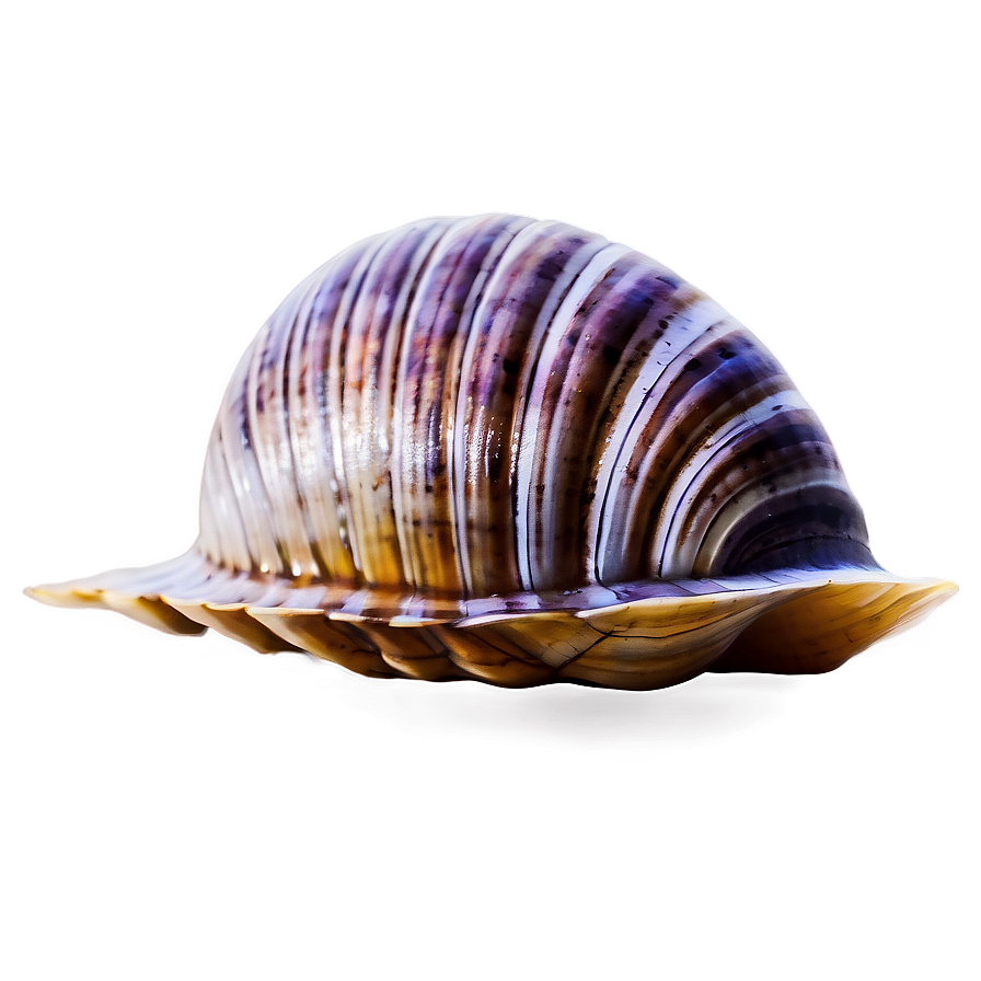 Watercolor Style Clam Png 13 PNG Image