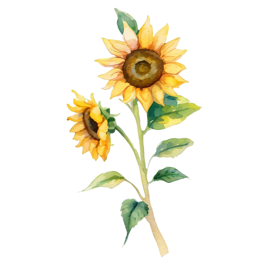 Watercolor Sunflower Png 96 PNG Image