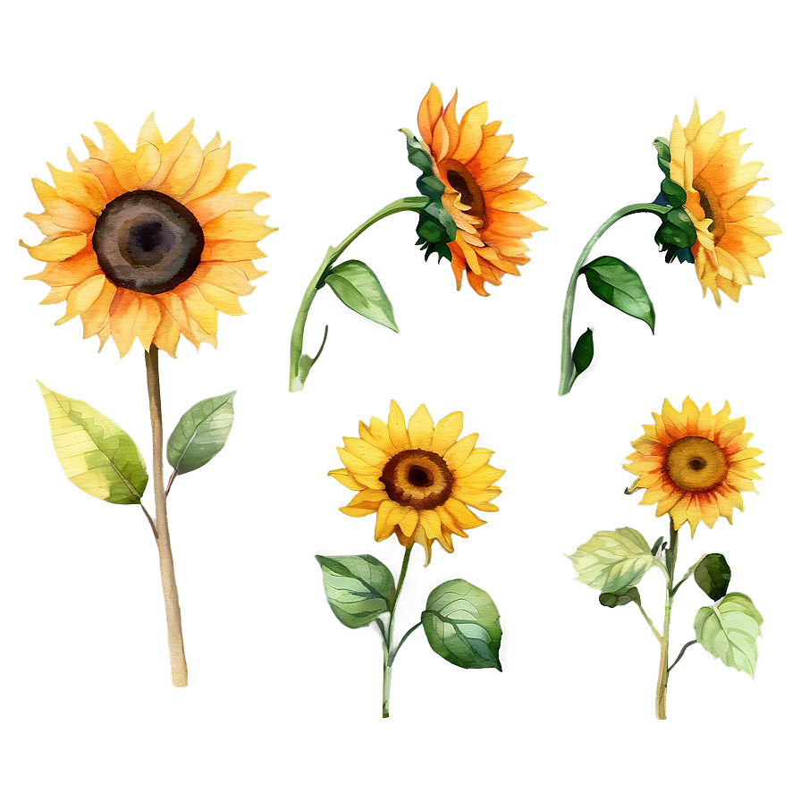 Watercolor Sunflowers Bundle Png 05252024 PNG Image