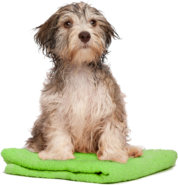 Wet Dogon Green Towel PNG Image