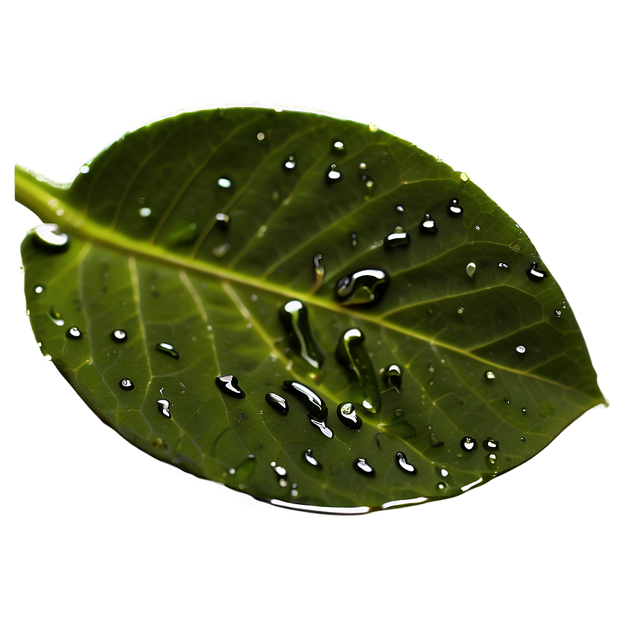 Wet Leaf Closeup Png 83 PNG Image