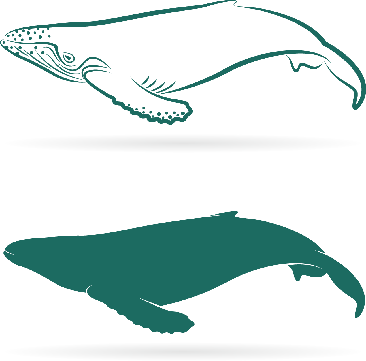 Whale Shark Comparison Graphic PNG Image