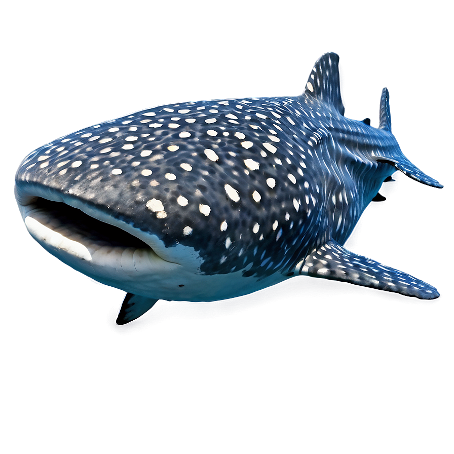 Whale Shark Png Pvt68 PNG Image