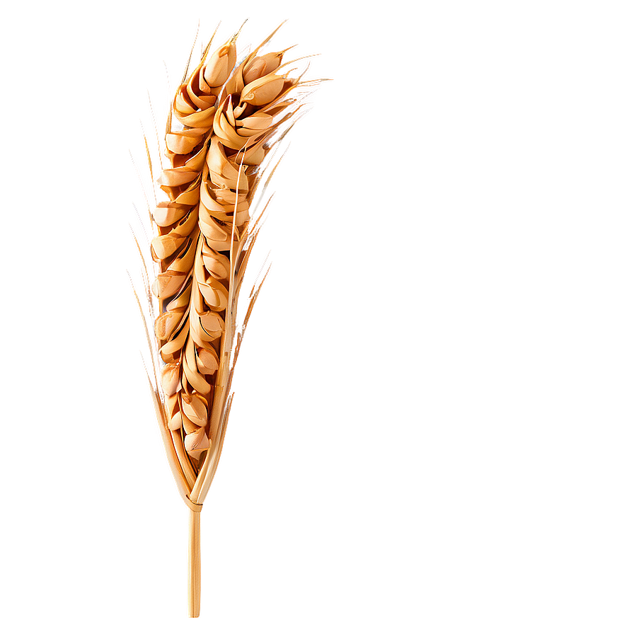 Wheat And Bread Png Vgm85 PNG Image