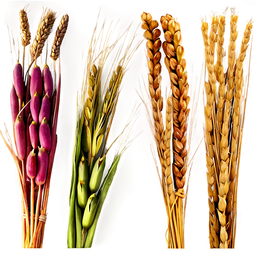 Wheat Bundle Tied Png 05252024 PNG Image