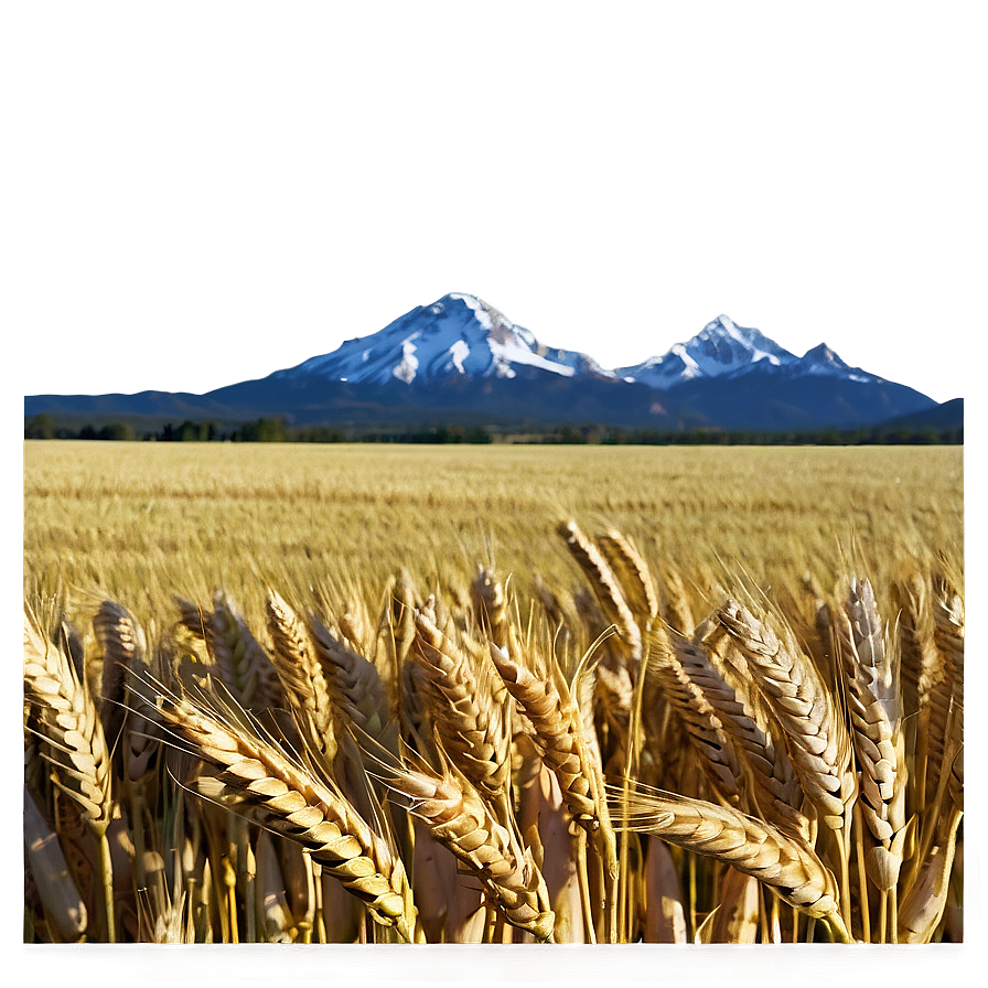 Wheat Field With Mountains Background Png 06252024 PNG Image