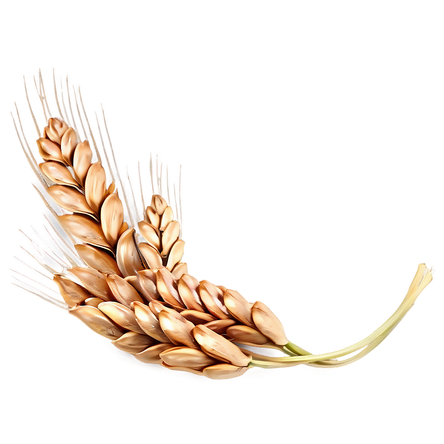 Wheat Seed Bag Png Ycj45 PNG Image