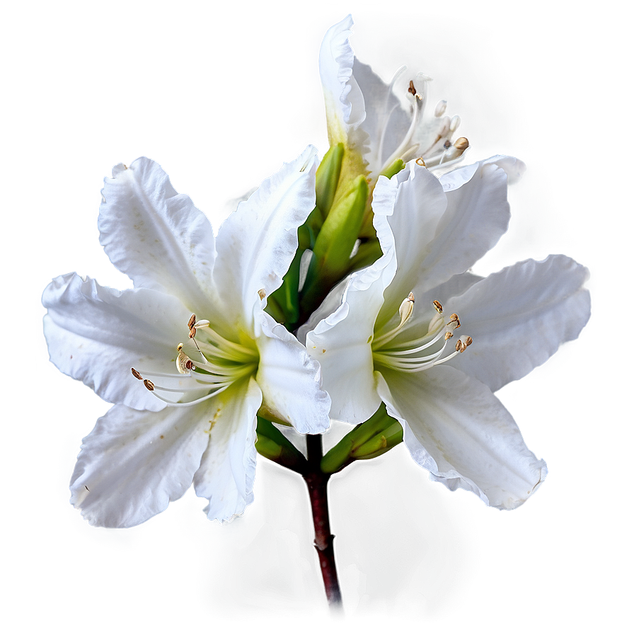 White Azalea Flower Png 05242024 PNG Image