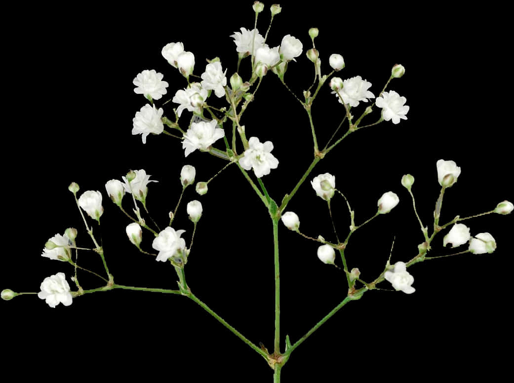 White Baby's Breath Flowers Black Background PNG Image