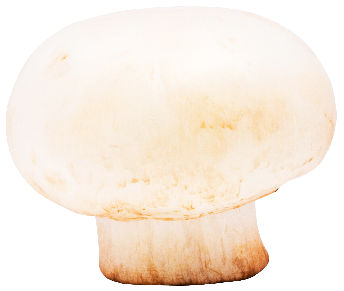 White Button Mushroom Isolated PNG Image