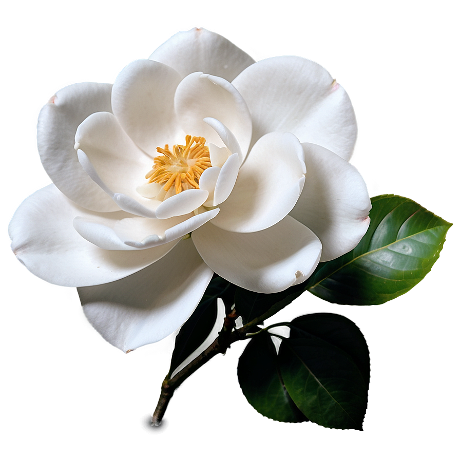 White Camellia Flower Png 43 PNG Image