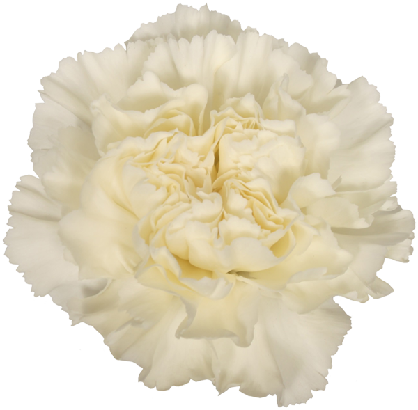 White Carnation Flower Isolated PNG Image