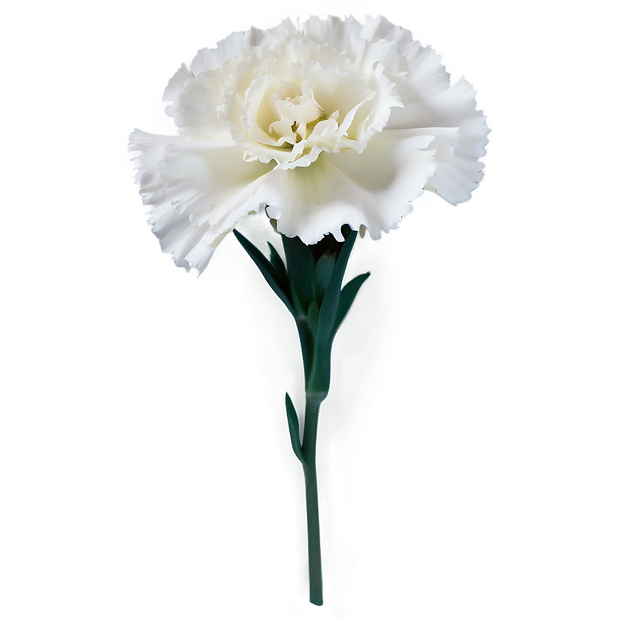 White Carnations Flowers Png 52 PNG Image