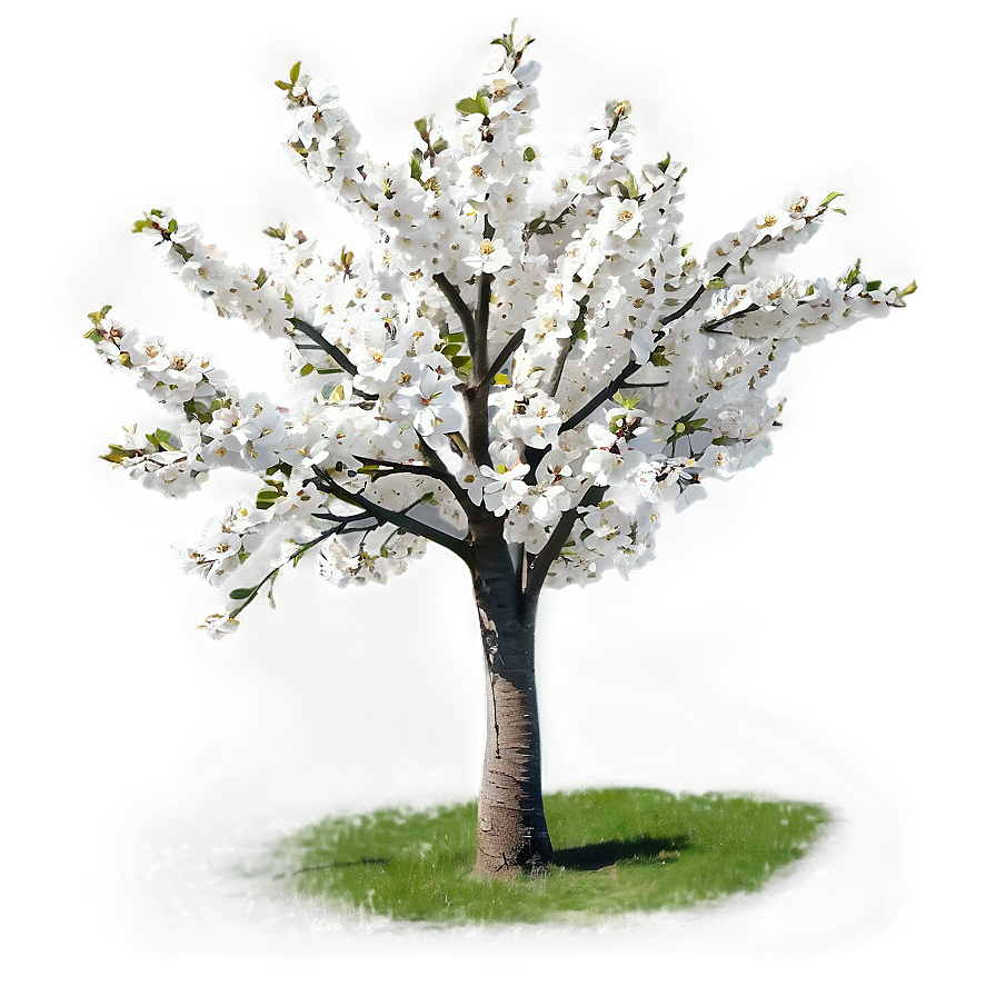 White Cherry Tree Png 06212024 PNG Image