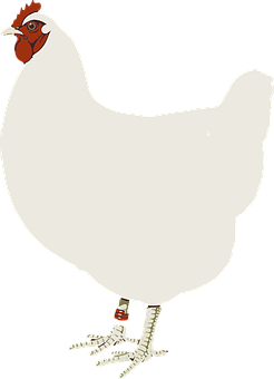 White Chicken Cartoon Illustration PNG Image