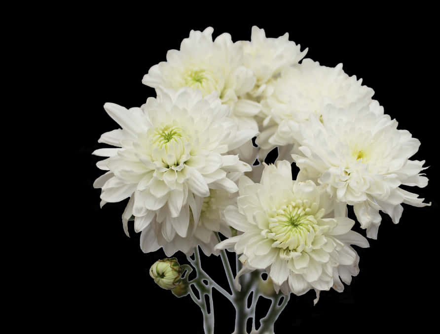 White Chrysanthemums Black Background PNG Image