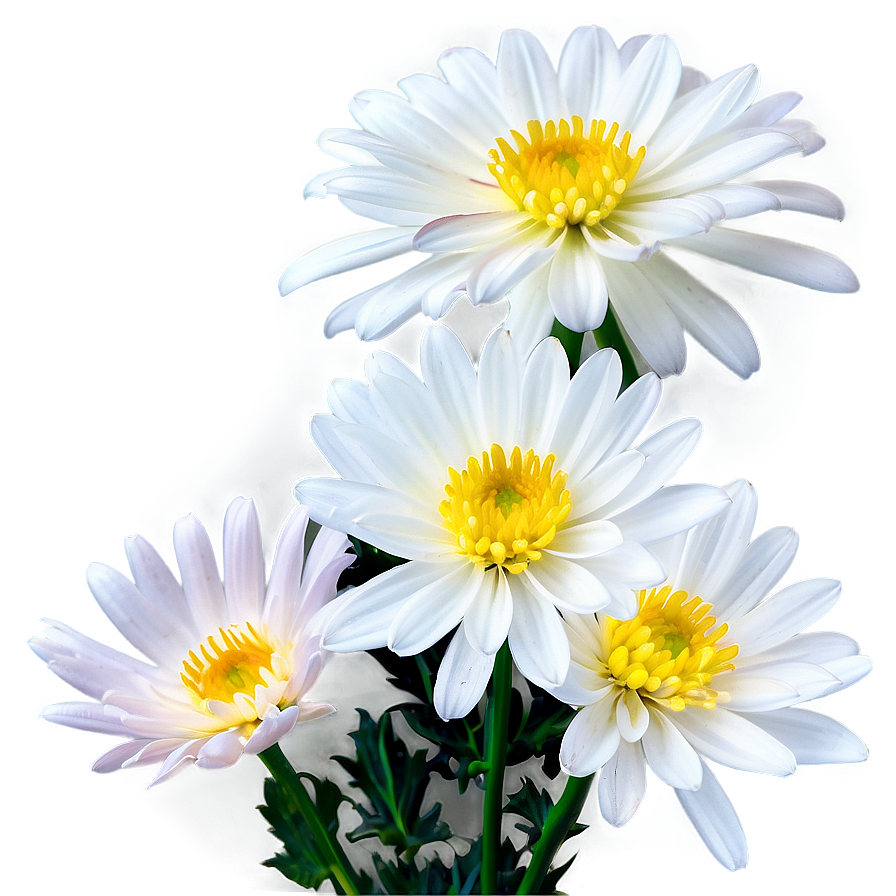 White Chrysanthemums Flowers Png 2 PNG Image