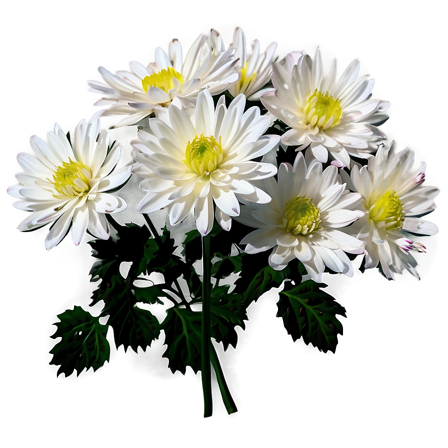 White Chrysanthemums Flowers Png 72 PNG Image