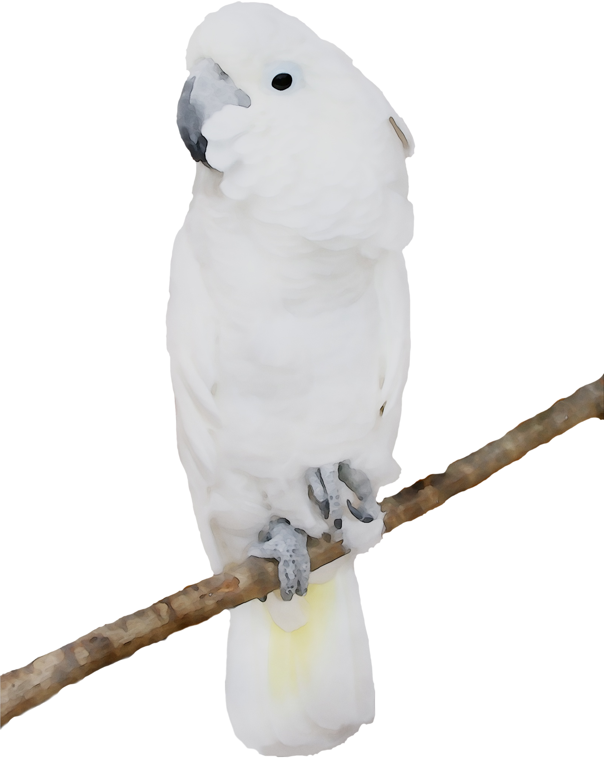 White Cockatoo Perched PNG Image