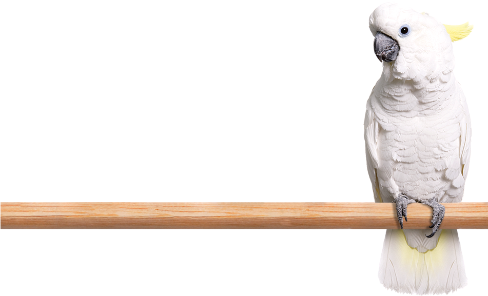 White Cockatoo Perchedon Wooden Stick PNG Image