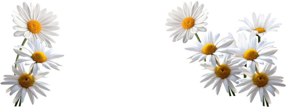 White Daisies Transparent Background PNG Image