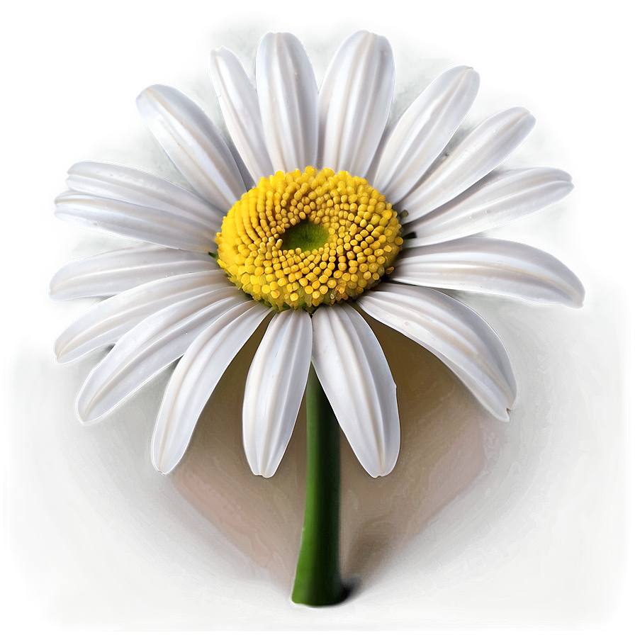 White Daisy Flower Png 05242024 PNG Image