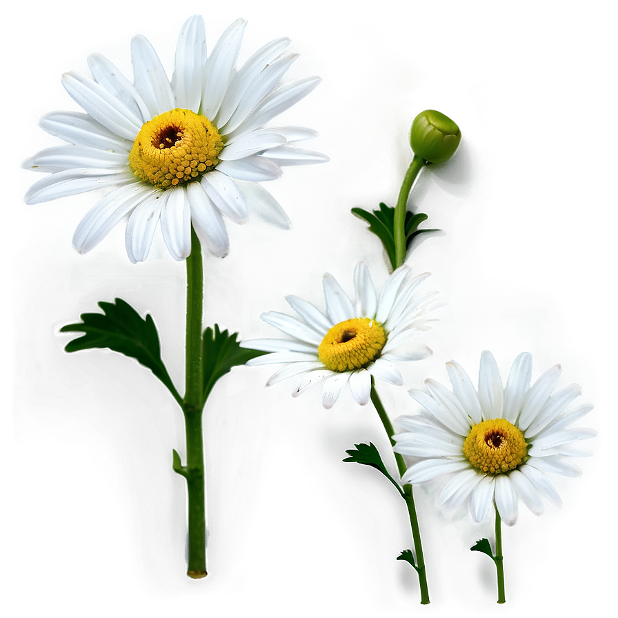 White Daisy Png Ura PNG Image