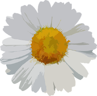 White Daisy Vector Illustration PNG Image