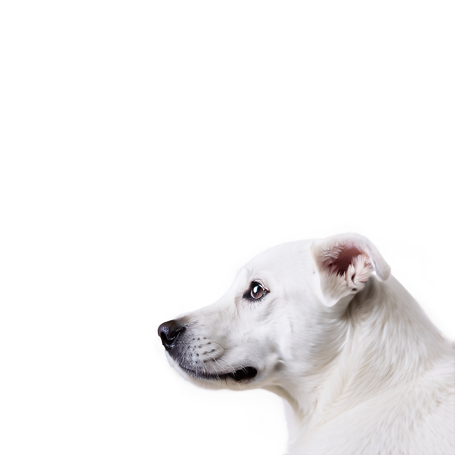 White Dog Close Up Png 06262024 PNG Image