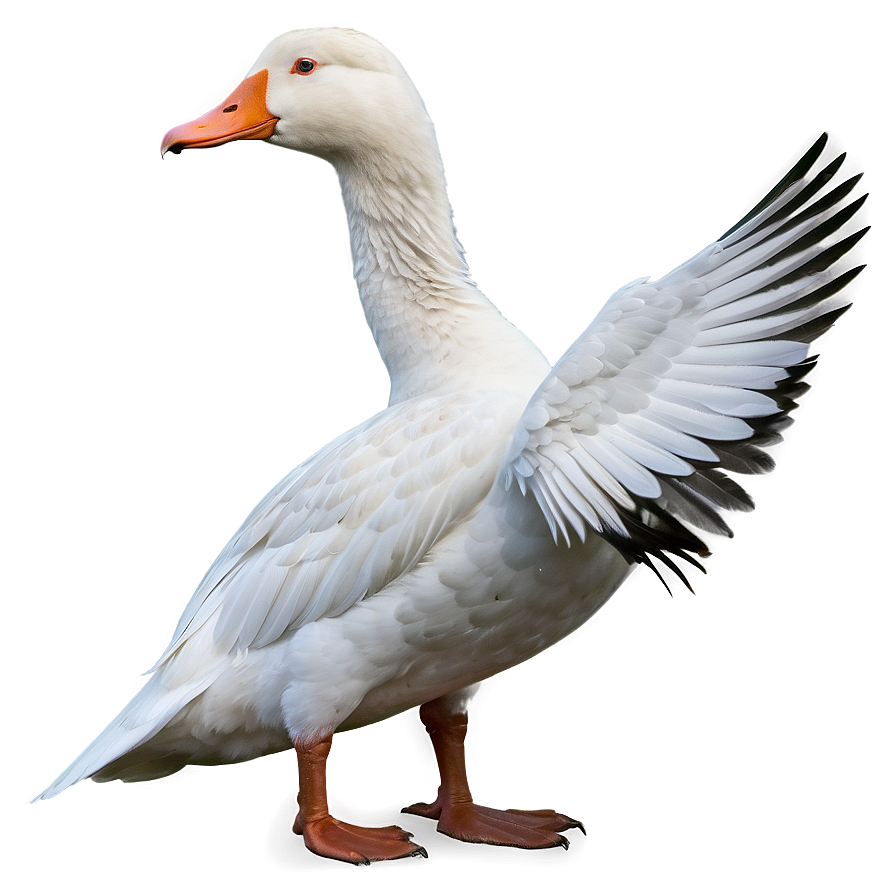 White Domestic Goose Png 06112024 PNG Image