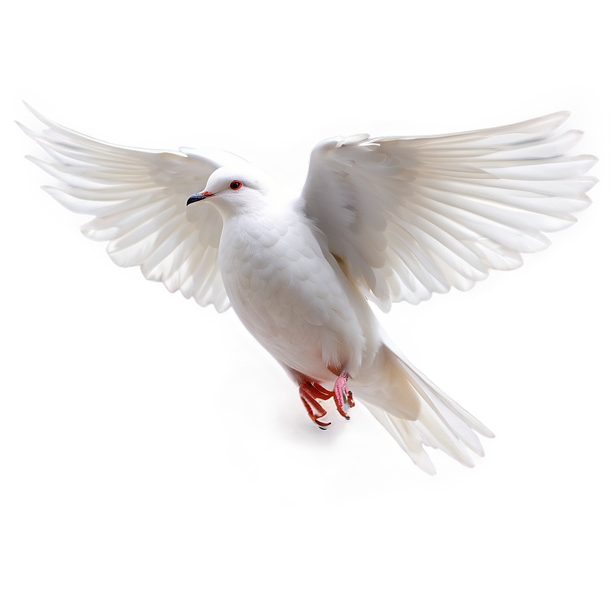 White Dove Clipart Png Koe PNG Image