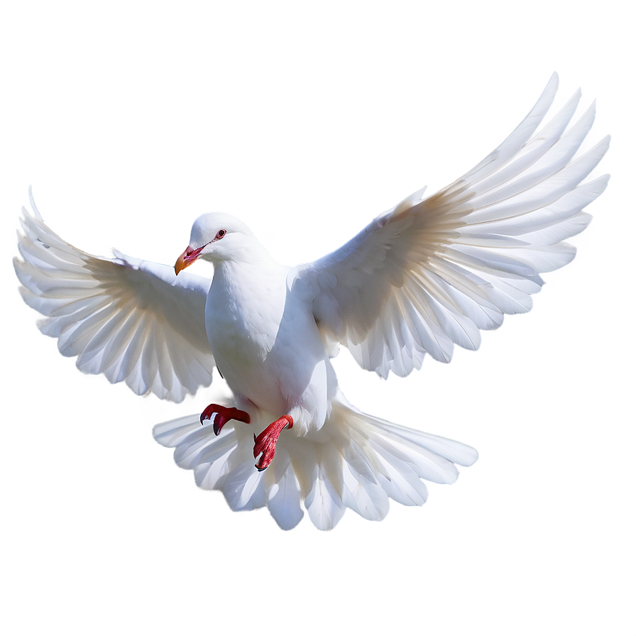 White Dove Peace Png Nmm40 PNG Image