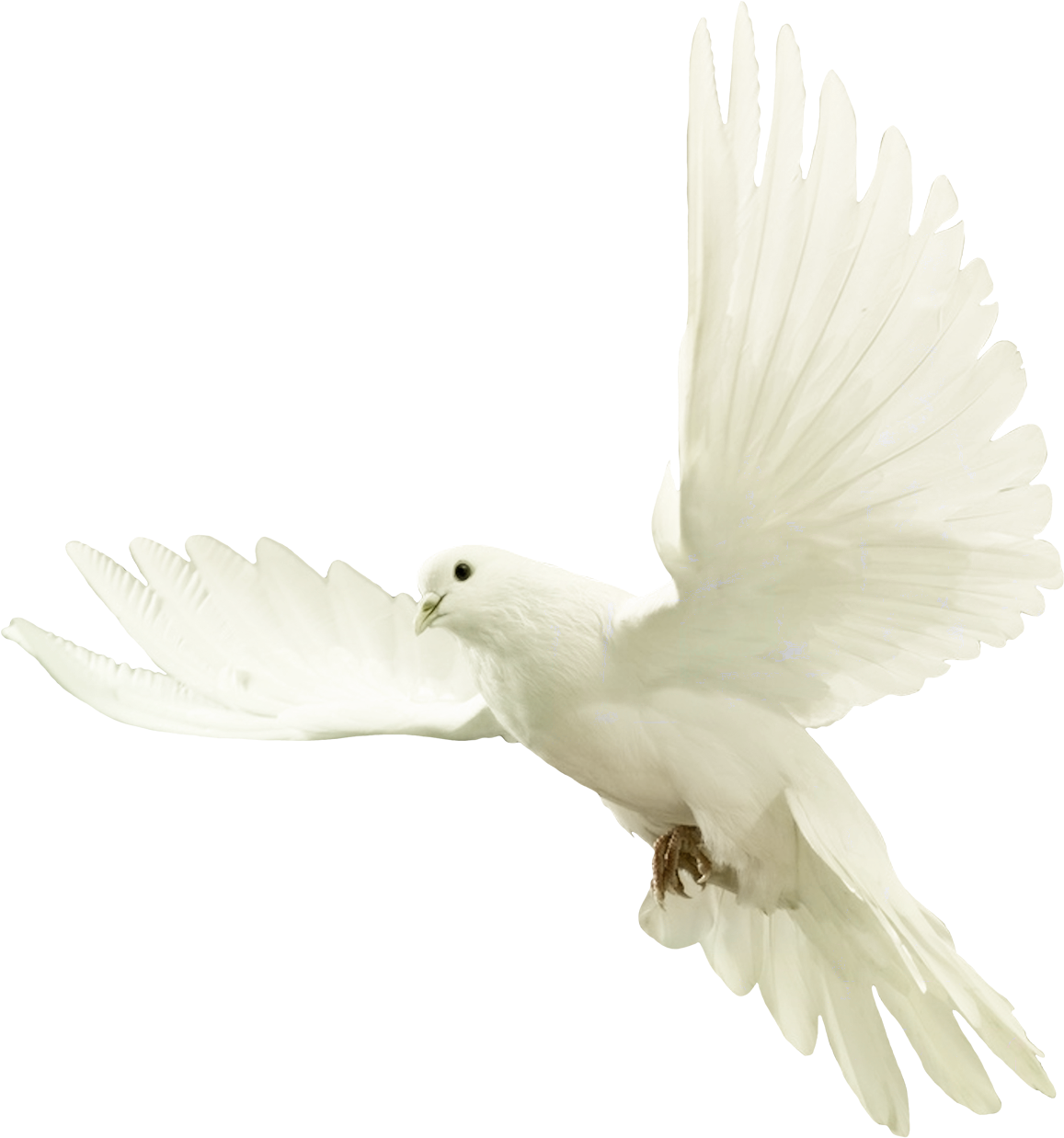 White Dovein Flight PNG Image