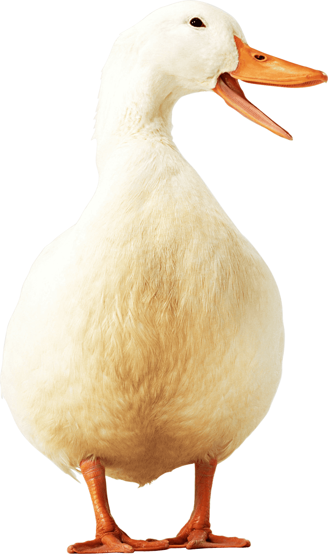 White Duck Quacking Portrait PNG Image