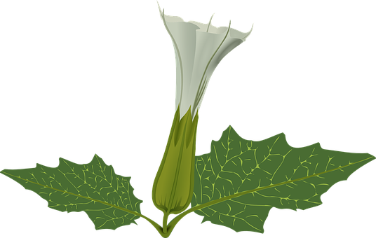 White Flower Green Leaves Vector Illustration PNG Image