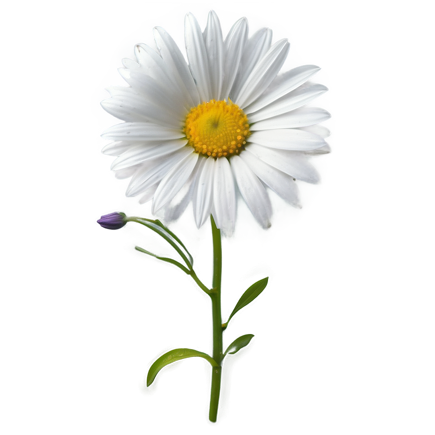 White Flower Outline Png Tor70 PNG Image