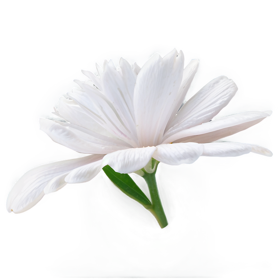 White Flower Petal Png Vgs PNG Image