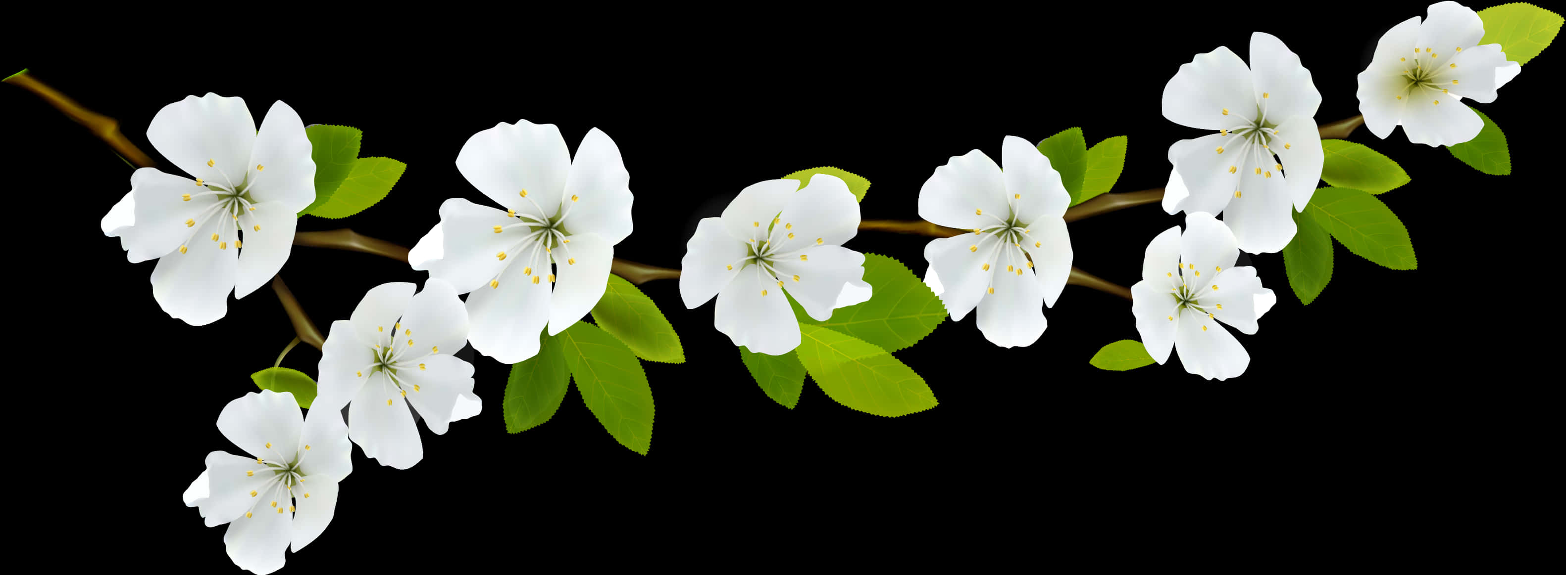 White Flowering Branch Black Background PNG Image