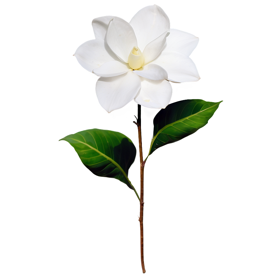 White Gardenias Flowers Png Bgd98 PNG Image