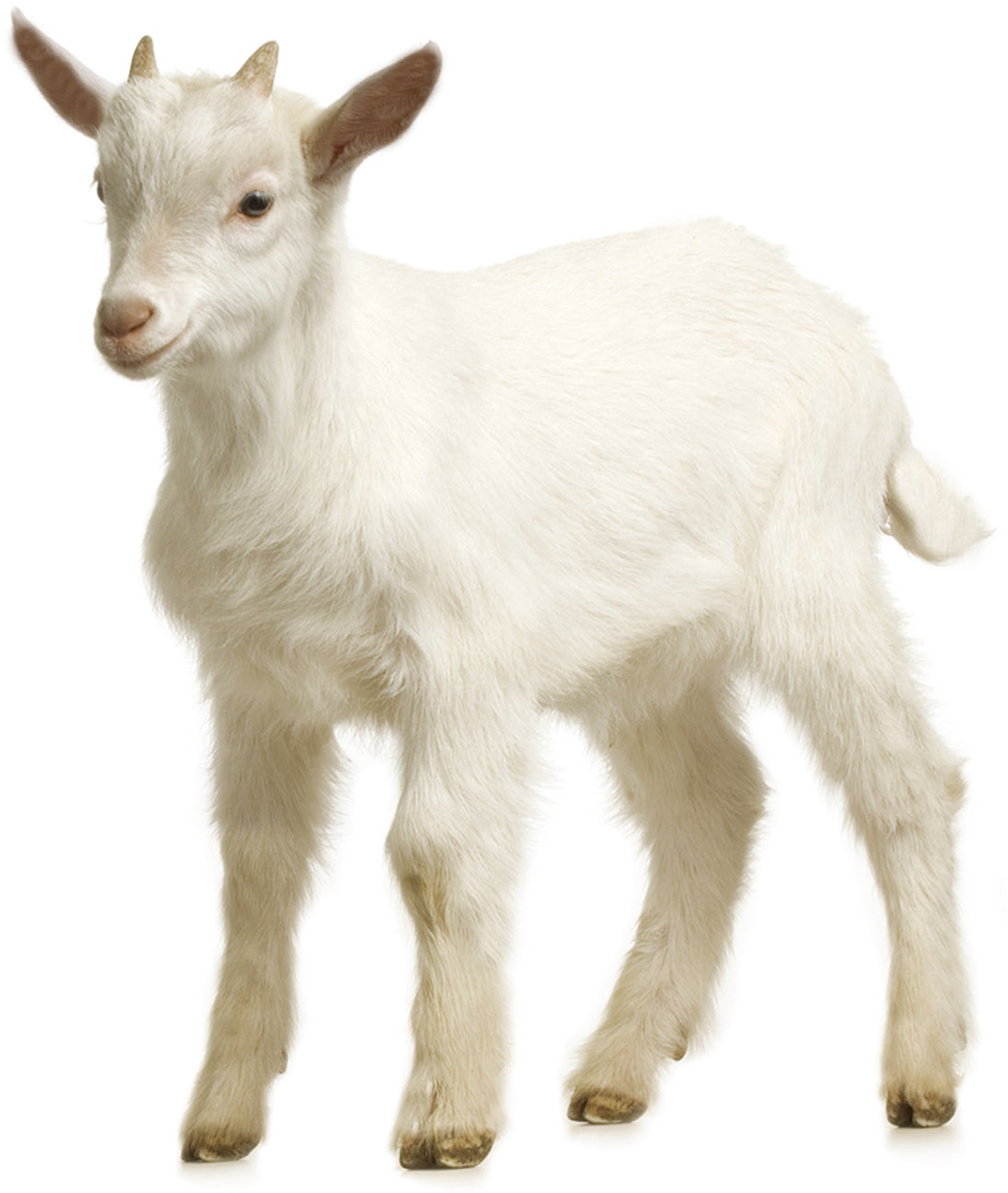 White Goat Kid Standing PNG Image