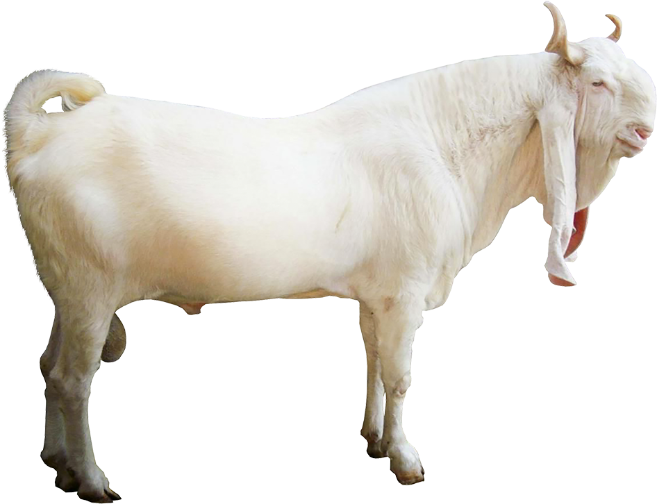 White Goat Standing Transparent Background.png PNG Image