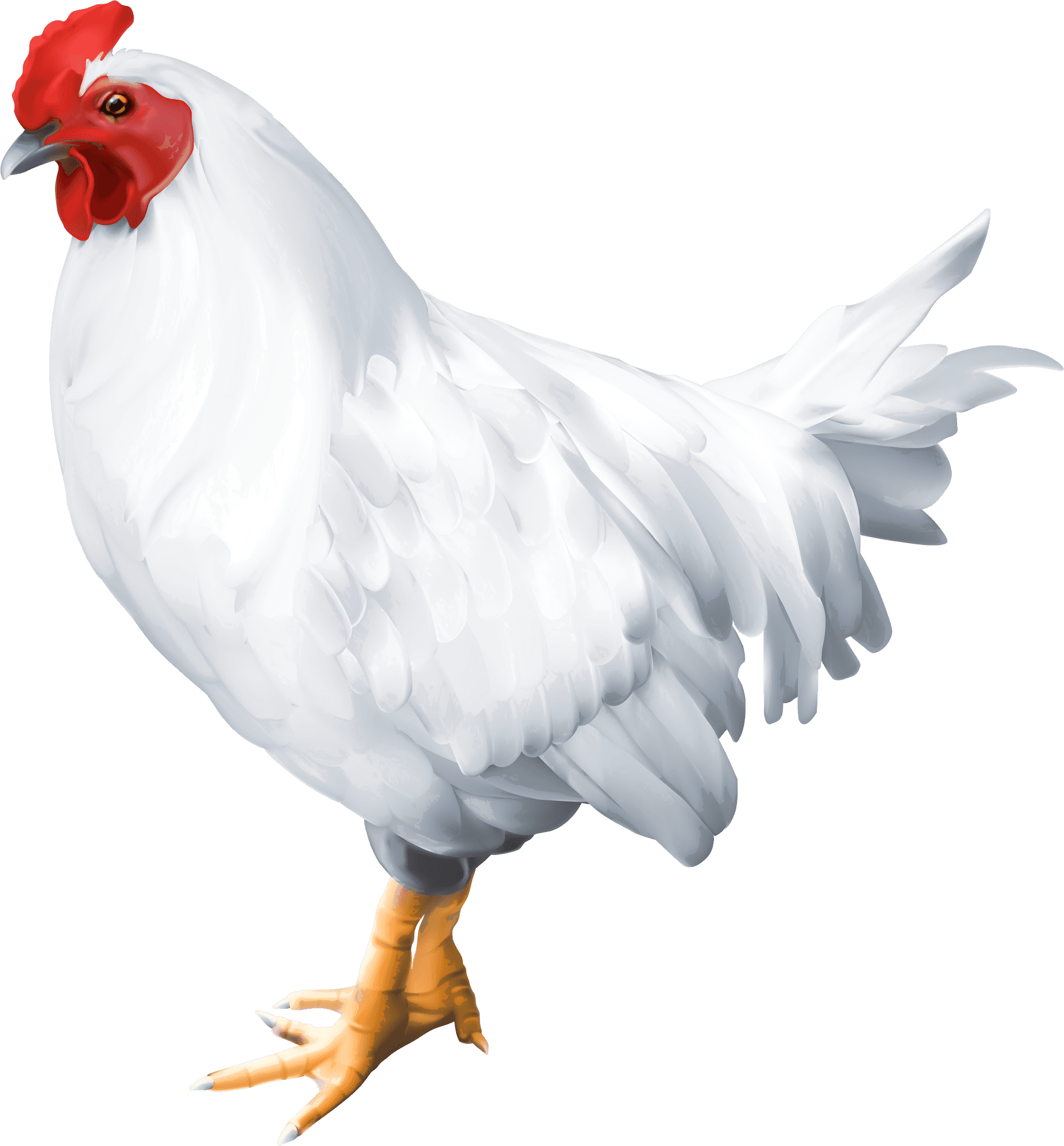 White Hen Illustration.png PNG Image