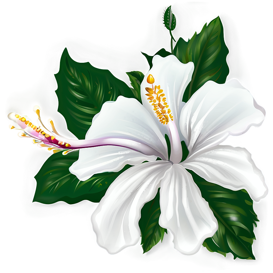 White Hibiscus Flower Png Ivy61 PNG Image