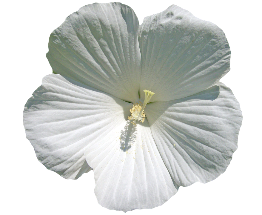 White Hibiscus Flower Transparent Background PNG Image