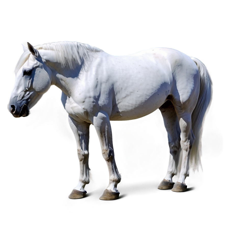 White Horse Png 05032024 PNG Image