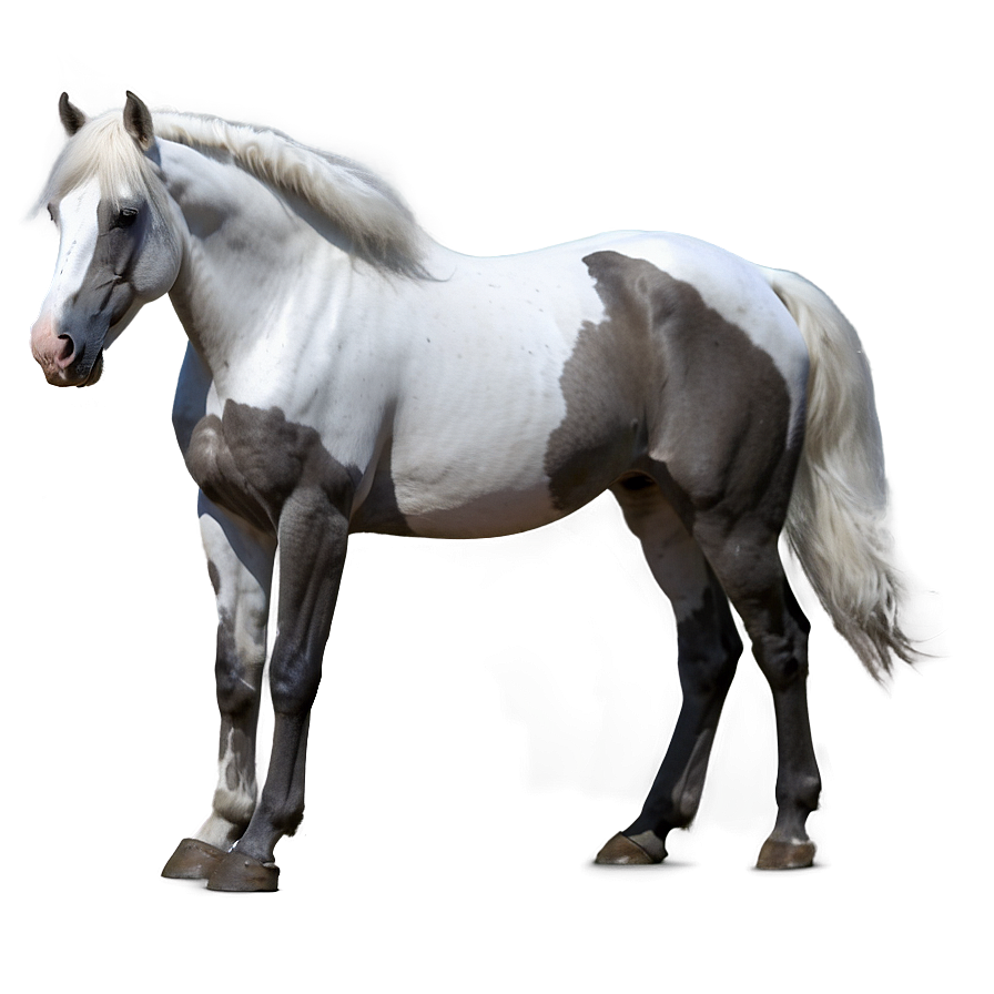 White Horse Png 80 PNG Image