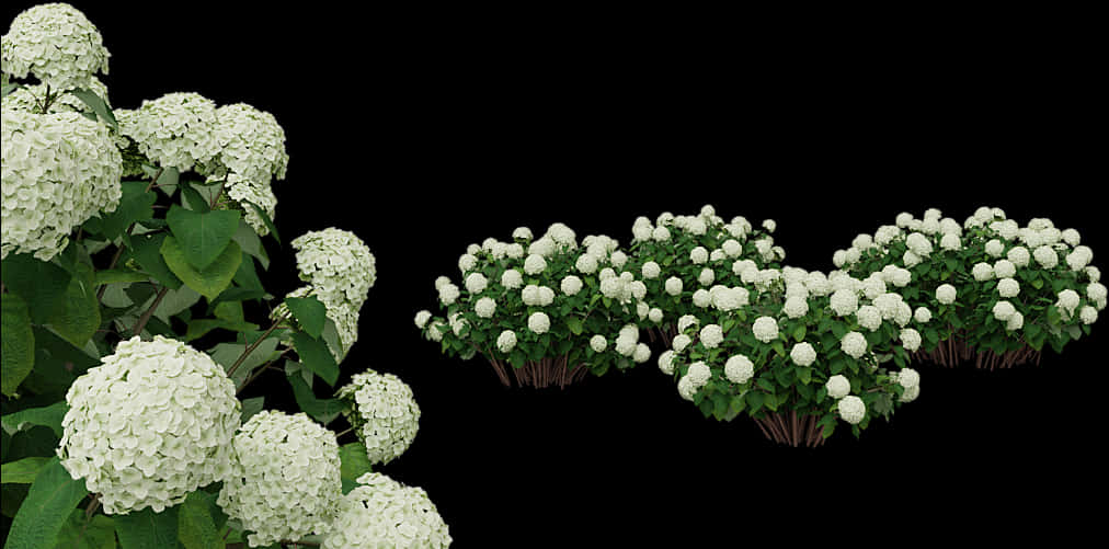 White Hydrangea Bushes PNG Image